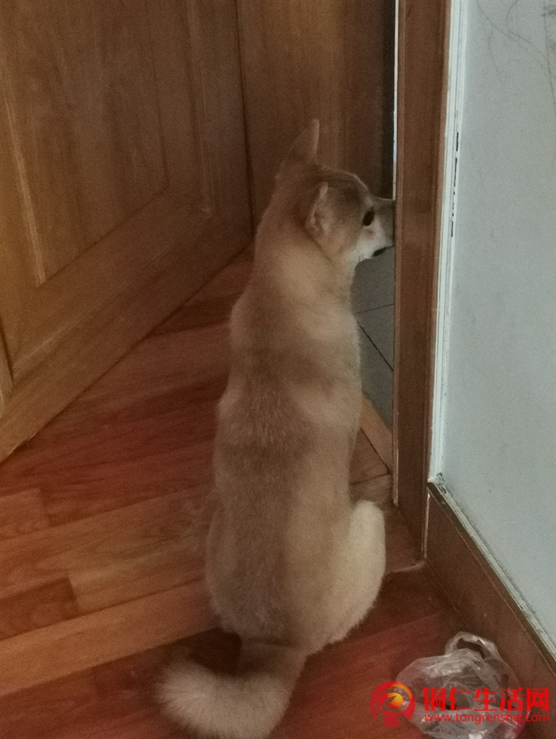 低價出售成年純種柴犬，希望找個好人家 ！