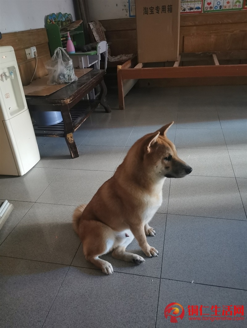 低價(jià)出售成年純種柴犬，希望找個(gè)好人家 ！